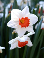 Daffodil Decoy Narcissus Bulbs Blooms Species Growing Bonsai Roots Rhizomes Corms Tubers Potted Planting Reblooming Fragrant Garden Flower Seeds Plant - Seedsplant