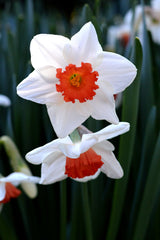 Daffodil Decoy Narcissus Bulbs Blooms Species Growing Bonsai Roots Rhizomes Corms Tubers Potted Planting Reblooming Fragrant Garden Flower Seeds Plant - Seedsplant