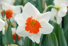 Daffodil Decoy Narcissus Bulbs Blooms Species Growing Bonsai Roots Rhizomes Corms Tubers Potted Planting Reblooming Fragrant Garden Flower Seeds Plant - Seedsplant