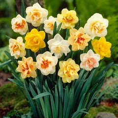 Daffodil Double Mix Landscaper Special Narcissus Bulbs Blooms Species Growing Bonsai Roots Rhizomes Corms Tubers Potted Planting Reblooming Fragrant Garden Flower Seeds Plant