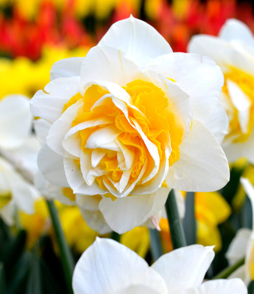 Daffodil Double Star Narcissus Bulbs Blooms Species Growing Bonsai Roots Rhizomes Corms Tubers Potted Planting Reblooming Fragrant Garden Flower Seeds Plant