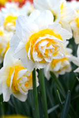 Daffodil Double Star Narcissus Bulbs Blooms Species Growing Bonsai Roots Rhizomes Corms Tubers Potted Planting Reblooming Fragrant Garden Flower Seeds Plant - Seedsplant
