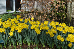 Daffodil Dutch Master Landscaper Special Narcissus Bulbs Blooms Species Growing Bonsai Roots Rhizomes Corms Tubers Potted Planting Reblooming Fragrant Garden Flower Seeds Plant