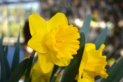 Daffodil Dutch Master Landscaper Special Narcissus Bulbs Blooms Species Growing Bonsai Roots Rhizomes Corms Tubers Potted Planting Reblooming Fragrant Garden Flower Seeds Plant