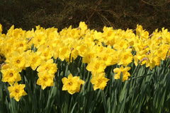 Daffodil Dutch Master Narcissus Bulbs Blooms Species Growing Bonsai Roots Rhizomes Corms Tubers Potted Planting Reblooming Fragrant Garden Flower Seeds Plant