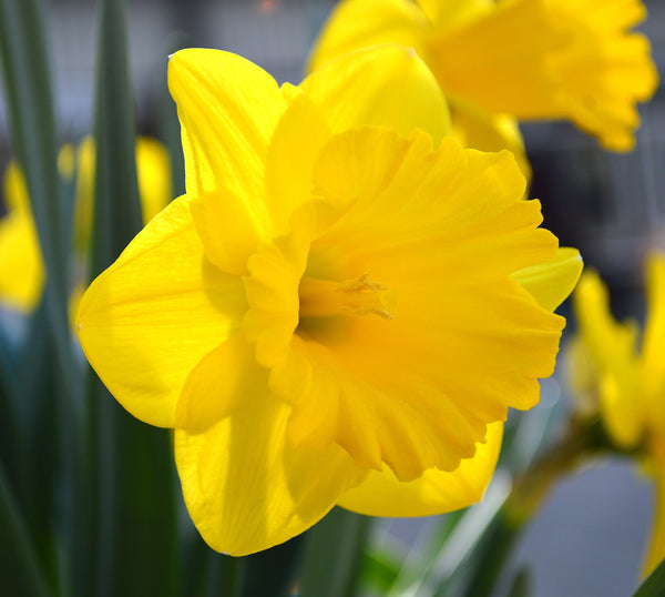 Daffodil Dutch Master Landscaper Special Narcissus Bulbs Blooms Species Growing Bonsai Roots Rhizomes Corms Tubers Potted Planting Reblooming Fragrant Garden Flower Seeds Plant