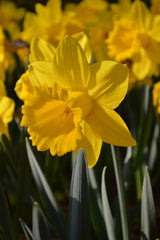 Daffodil Dutch Master Narcissus Bulbs Blooms Species Growing Bonsai Roots Rhizomes Corms Tubers Potted Planting Reblooming Fragrant Garden Flower Seeds Plant