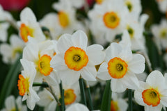 Daffodil Flower Record Landscaper Special Narcissus Bulbs Blooms Species Growing Bonsai Roots Rhizomes Corms Tubers Potted Planting Reblooming Fragrant Garden Flower Seeds Plant
