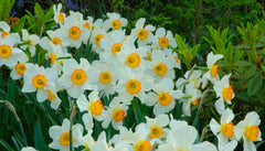 Daffodil Flower Record Landscaper Special Narcissus Bulbs Blooms Species Growing Bonsai Roots Rhizomes Corms Tubers Potted Planting Reblooming Fragrant Garden Flower Seeds Plant