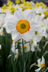 Daffodil Flower Record Landscaper Special Narcissus Bulbs Blooms Species Growing Bonsai Roots Rhizomes Corms Tubers Potted Planting Reblooming Fragrant Garden Flower Seeds Plant