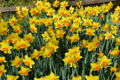 Daffodil Fortissimo Narcissus Bulbs Blooms Species Growing Bonsai Roots Rhizomes Corms Tubers Potted Planting Reblooming Fragrant Garden Flower Seeds Plant