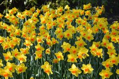 Daffodil Fortissimo Narcissus Bulbs Blooms Species Growing Bonsai Roots Rhizomes Corms Tubers Potted Planting Reblooming Fragrant Garden Flower Seeds Plant