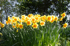 Daffodil Fortissimo Narcissus Bulbs Blooms Species Growing Bonsai Roots Rhizomes Corms Tubers Potted Planting Reblooming Fragrant Garden Flower Seeds Plant