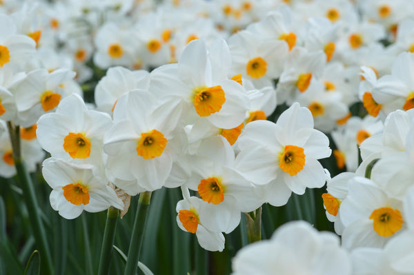 Daffodil Geranium Narcissus Bulbs Blooms Species Growing Bonsai Roots Rhizomes Corms Tubers Potted Planting Reblooming Fragrant Garden Flower Seeds Plant