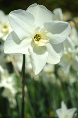 Daffodil Green Eyes Narcissus Bulbs Blooms Species Growing Bonsai Roots Rhizomes Corms Tubers Potted Planting Reblooming Fragrant Garden Flower Seeds Plant