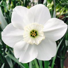 Daffodil Green Eyes Narcissus Bulbs Blooms Species Growing Bonsai Roots Rhizomes Corms Tubers Potted Planting Reblooming Fragrant Garden Flower Seeds Plant