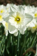 Daffodil Ice Follies Landscaper Special Narcissus Bulbs Blooms Species Growing Bonsai Roots Rhizomes Corms Tubers Potted Planting Reblooming Fragrant Garden Flower Seeds Plant