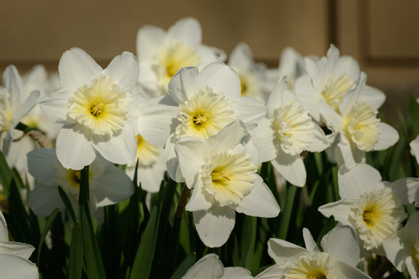 Daffodil Ice Follies Landscaper Special Narcissus Bulbs Blooms Species Growing Bonsai Roots Rhizomes Corms Tubers Potted Planting Reblooming Fragrant Garden Flower Seeds Plant