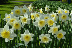 Daffodil Ice Follies Landscaper Special Narcissus Bulbs Blooms Species Growing Bonsai Roots Rhizomes Corms Tubers Potted Planting Reblooming Fragrant Garden Flower Seeds Plant