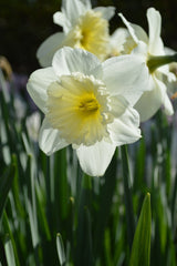 Daffodil Ice Follies Landscaper Special Narcissus Bulbs Blooms Species Growing Bonsai Roots Rhizomes Corms Tubers Potted Planting Reblooming Fragrant Garden Flower Seeds Plant