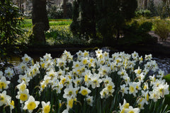 Daffodil Ice Follies Landscaper Special Narcissus Bulbs Blooms Species Growing Bonsai Roots Rhizomes Corms Tubers Potted Planting Reblooming Fragrant Garden Flower Seeds Plant