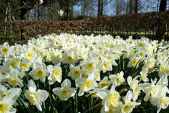 Daffodil Ice Follies Landscaper Special Narcissus Bulbs Blooms Species Growing Bonsai Roots Rhizomes Corms Tubers Potted Planting Reblooming Fragrant Garden Flower Seeds Plant