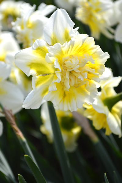 Daffodil Ice King Narcissus Bulbs Blooms Species Growing Bonsai Roots Rhizomes Corms Tubers Potted Planting Reblooming Fragrant Garden Flower Seeds Plant