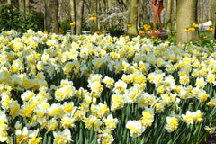 Daffodil Ice King Narcissus Bulbs Blooms Species Growing Bonsai Roots Rhizomes Corms Tubers Potted Planting Reblooming Fragrant Garden Flower Seeds Plant