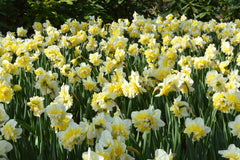 Daffodil Ice King Narcissus Bulbs Blooms Species Growing Bonsai Roots Rhizomes Corms Tubers Potted Planting Reblooming Fragrant Garden Flower Seeds Plant