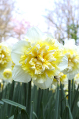 Daffodil Ice King Narcissus Bulbs Blooms Species Growing Bonsai Roots Rhizomes Corms Tubers Potted Planting Reblooming Fragrant Garden Flower Seeds Plant