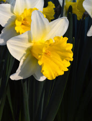 Daffodil Las Vegas Narcissus Bulbs Blooms Species Growing Bonsai Roots Rhizomes Corms Tubers Potted Planting Reblooming Fragrant Garden Flower Seeds Plant