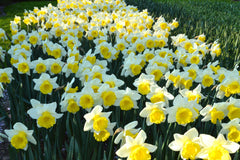 Daffodil Las Vegas Narcissus Bulbs Blooms Species Growing Bonsai Roots Rhizomes Corms Tubers Potted Planting Reblooming Fragrant Garden Flower Seeds Plant