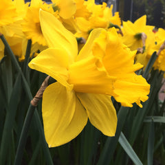 Daffodil Marieke Narcissus Bulbs Blooms Species Growing Bonsai Roots Rhizomes Corms Tubers Potted Planting Reblooming Fragrant Garden Flower Seeds Plant