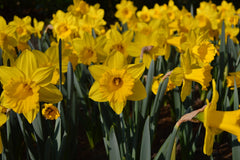 Daffodil Marieke Narcissus Bulbs Blooms Species Growing Bonsai Roots Rhizomes Corms Tubers Potted Planting Reblooming Fragrant Garden Flower Seeds Plant