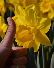 Daffodil Marieke Narcissus Bulbs Blooms Species Growing Bonsai Roots Rhizomes Corms Tubers Potted Planting Reblooming Fragrant Garden Flower Seeds Plant