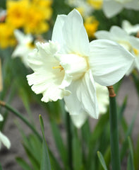 Daffodil Mount Hood Narcissus Bulbs Blooms Species Growing Bonsai Roots Rhizomes Corms Tubers Potted Planting Reblooming Fragrant Garden Flower Seeds Plant
