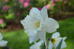 Daffodil Mount Hood Narcissus Bulbs Blooms Species Growing Bonsai Roots Rhizomes Corms Tubers Potted Planting Reblooming Fragrant Garden Flower Seeds Plant - Seedsplant