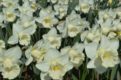 Daffodil Mount Hood Narcissus Bulbs Blooms Species Growing Bonsai Roots Rhizomes Corms Tubers Potted Planting Reblooming Fragrant Garden Flower Seeds Plant