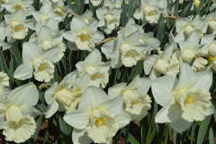 Daffodil Mount Hood Landscaper Special Narcissus Bulbs Blooms Species Growing Bonsai Roots Rhizomes Corms Tubers Potted Planting Reblooming Fragrant Garden Flower Seeds Plant
