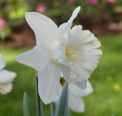 Daffodil Mount Hood Narcissus Bulbs Blooms Species Growing Bonsai Roots Rhizomes Corms Tubers Potted Planting Reblooming Fragrant Garden Flower Seeds Plant - Seedsplant