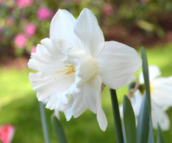 Daffodil Mount Hood Narcissus Bulbs Blooms Species Growing Bonsai Roots Rhizomes Corms Tubers Potted Planting Reblooming Fragrant Garden Flower Seeds Plant