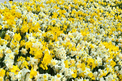 Daffodil Naturalizing Landscaper  Narcissus Bulbs Blooms Species Growing Bonsai Roots Rhizomes Corms Tubers Potted Planting Reblooming Fragrant Garden Flower Seeds Plant