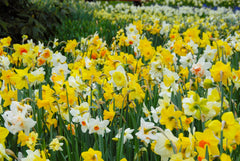 Daffodil Naturalizing Landscaper  Narcissus Bulbs Blooms Species Growing Bonsai Roots Rhizomes Corms Tubers Potted Planting Reblooming Fragrant Garden Flower Seeds Plant
