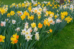 Daffodil Naturalizing Landscaper  Narcissus Bulbs Blooms Species Growing Bonsai Roots Rhizomes Corms Tubers Potted Planting Reblooming Fragrant Garden Flower Seeds Plant