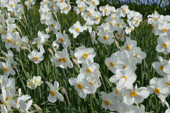 Daffodil Pheasant's Eye Landscaper Special Narcissus Bulbs Blooms Species Growing Bonsai Roots Rhizomes Corms Tubers Potted Planting Reblooming Fragrant Garden Flower Seeds Plant