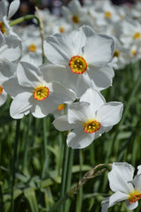 Daffodil Pheasant's Eye Landscaper Special Narcissus Bulbs Blooms Species Growing Bonsai Roots Rhizomes Corms Tubers Potted Planting Reblooming Fragrant Garden Flower Seeds Plant