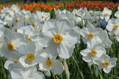 Daffodil Pheasant's Eye Landscaper Special Narcissus Bulbs Blooms Species Growing Bonsai Roots Rhizomes Corms Tubers Potted Planting Reblooming Fragrant Garden Flower Seeds Plant