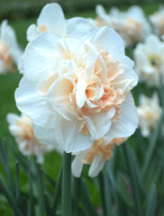 Daffodil Pink Champagne Narcissus Bulbs Blooms Species Growing Bonsai Roots Rhizomes Corms Tubers Potted Planting Reblooming Fragrant Garden Flower Seeds Plant