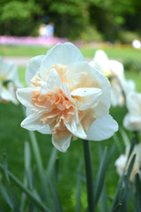 Daffodil Pink Champagne Narcissus Bulbs Blooms Species Growing Bonsai Roots Rhizomes Corms Tubers Potted Planting Reblooming Fragrant Garden Flower Seeds Plant
