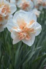 Daffodil Pink Champagne Narcissus Bulbs Blooms Species Growing Bonsai Roots Rhizomes Corms Tubers Potted Planting Reblooming Fragrant Garden Flower Seeds Plant